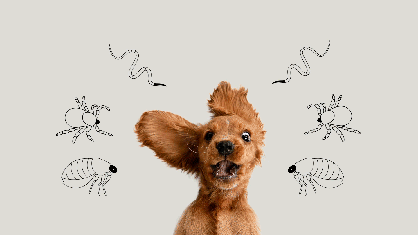 Risk of parasites in dogs | Boehringer Ingelheim